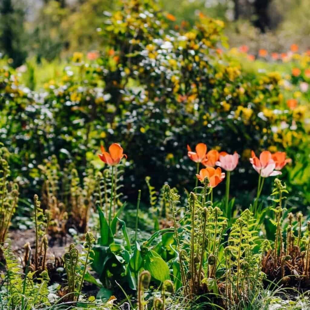 Colorful garden with orange and pink flowers and lush green foliage.