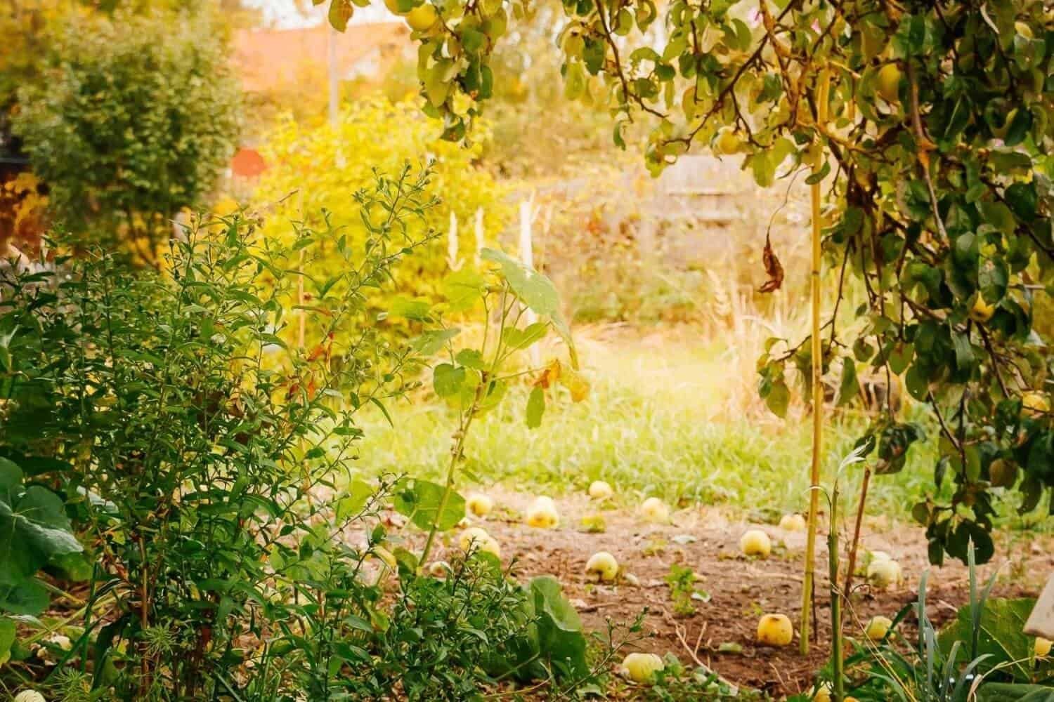 Lush garden with fallen apples and vibrant greenery in autumn.