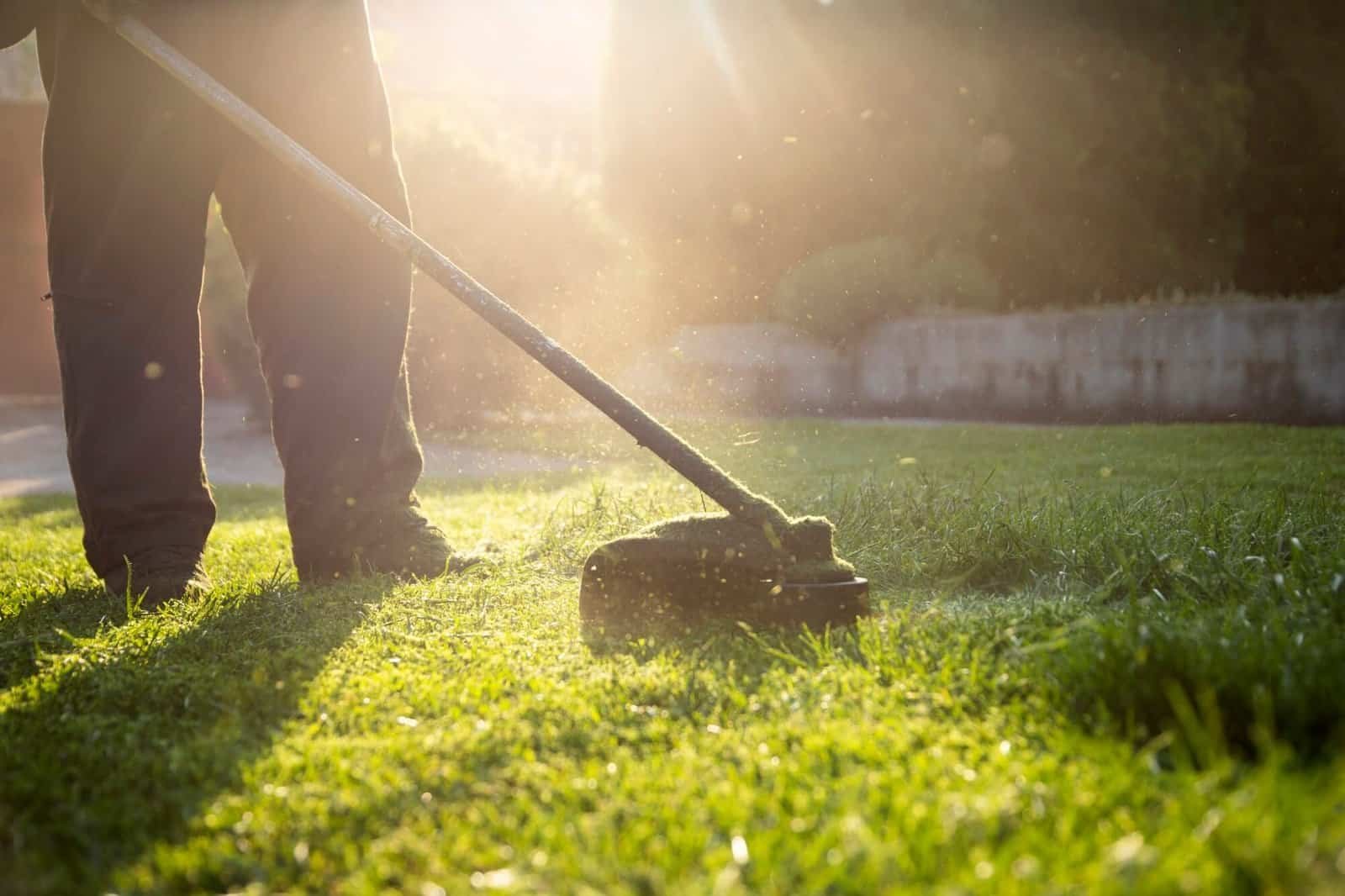 Lawn care professional using a string trimmer on a lush green lawn at sunset.