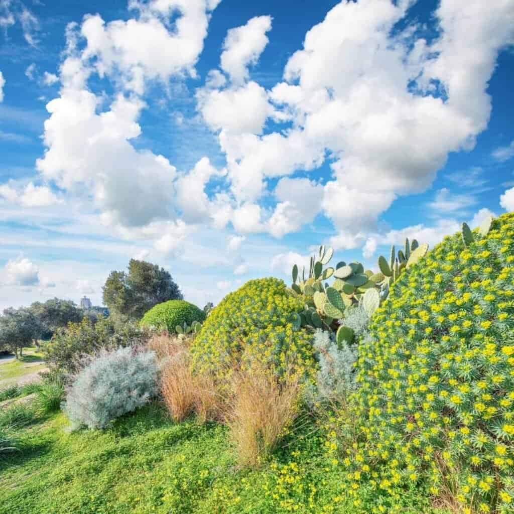 Lush desert landscape with cacti and vibrant greenery under a blue sky with clouds.