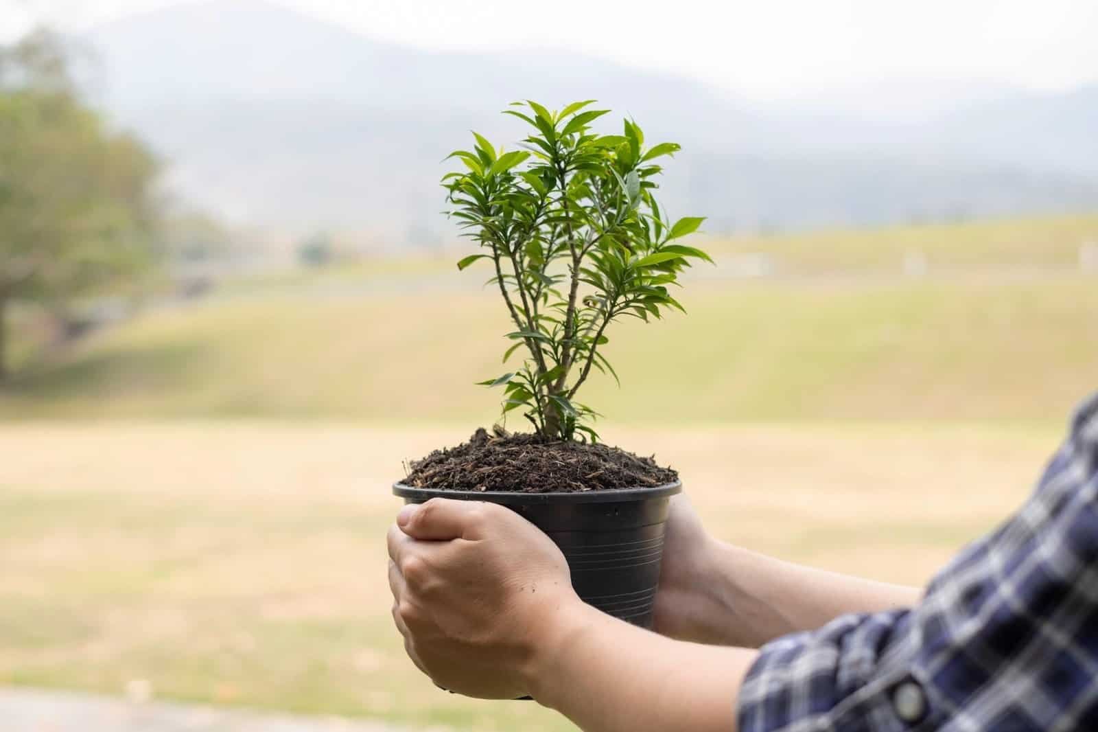 Person holding a young tree in a black pot outdoors.