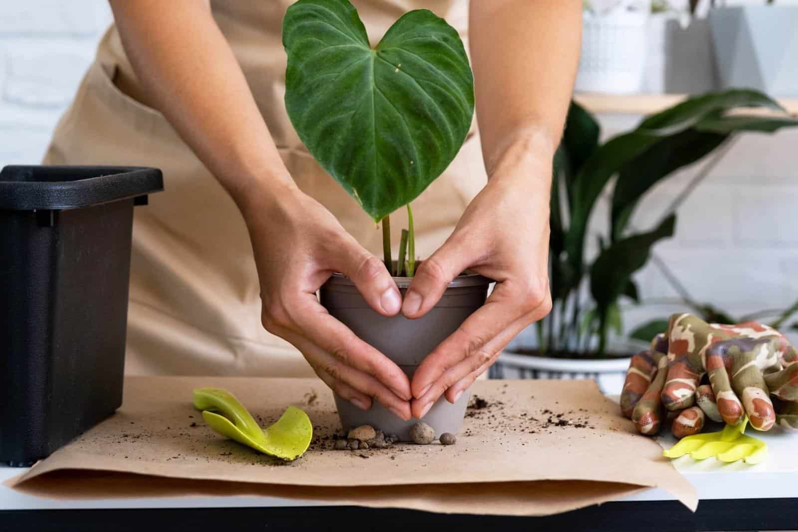 Person planting a large green heart-shaped leaf in a pot for landscaping.
