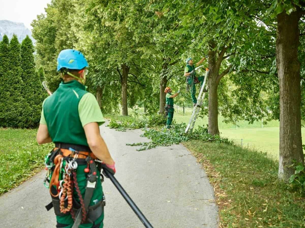 Tree trimming by professional landscapers in a lush park setting.